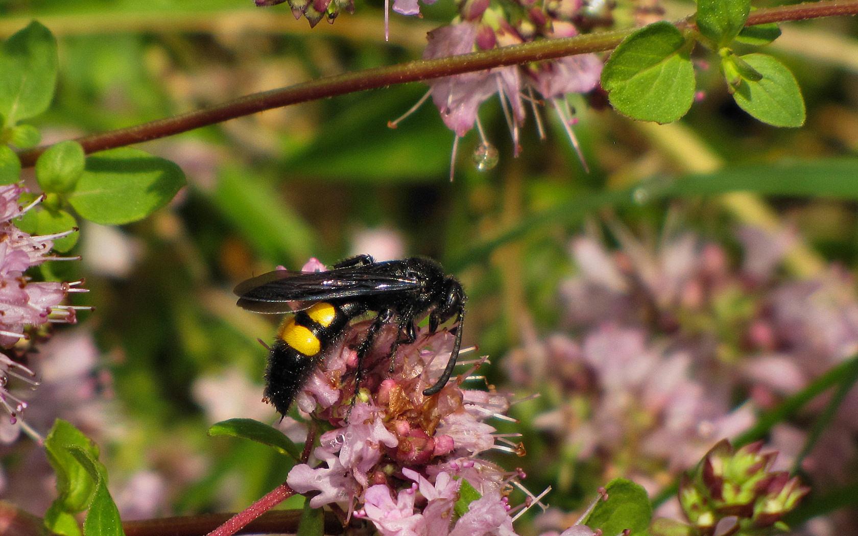 Scolia sp.